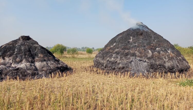 चामोर्शी येथील कुनघाडकर यांचे शेत