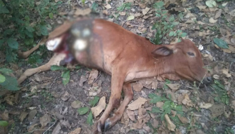 korchi cow blur image