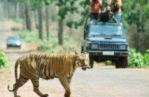 tadoba-safari