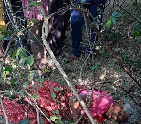 tiger killer2 zp forest