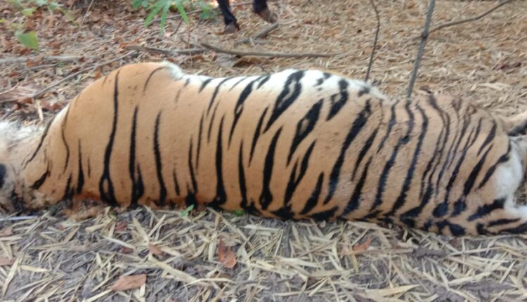 navargaon tiger delth