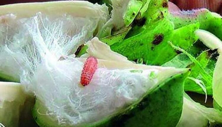 kapasivaril bond ali