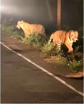 two tigers Walk in Jungel to road