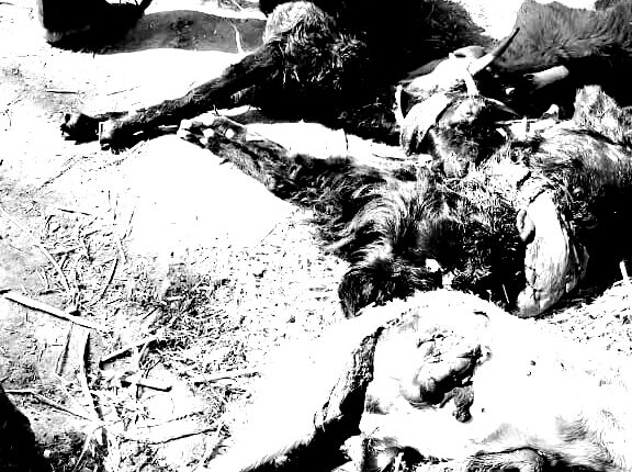 मृत शेळ्या