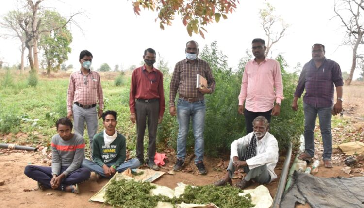 illegal cannabins farming