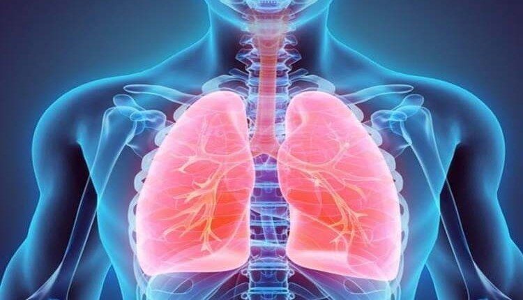 Lungs