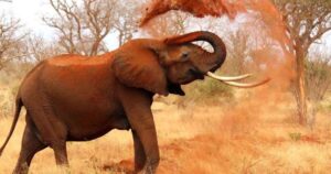 Mole village Elephant