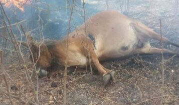 Bullock dies in lightning strike at Tikepalli