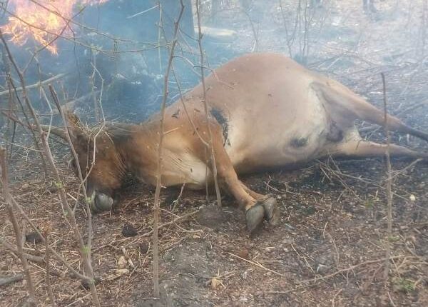 Bullock dies in lightning strike at Tikepalli