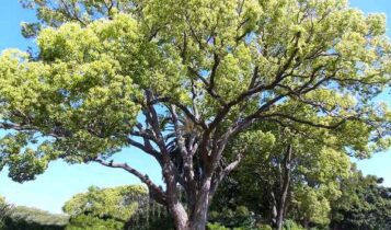 camphor-tree-gress-photo