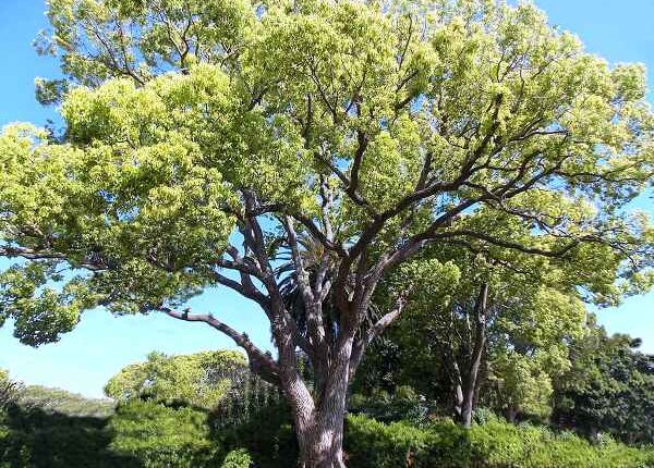 camphor-tree-gress-photo