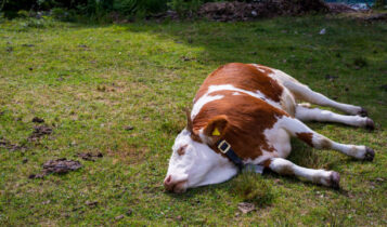 A cow dead in beed