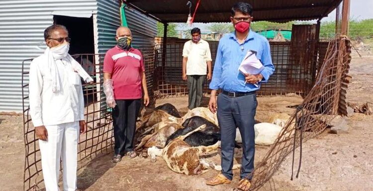 veej padun 8 shelya melya