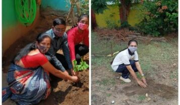 tree plantation