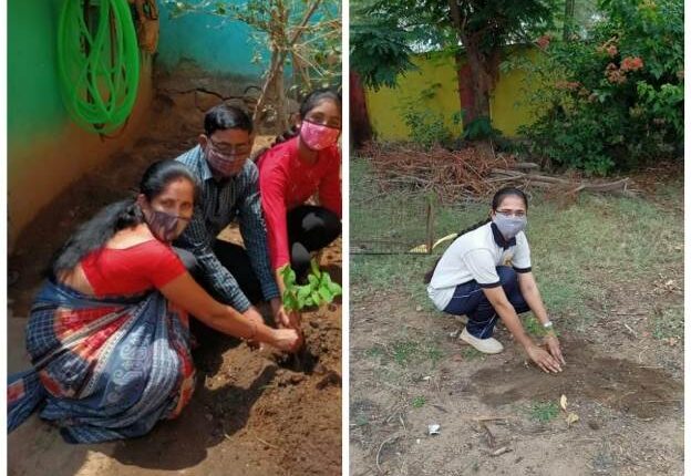 tree plantation