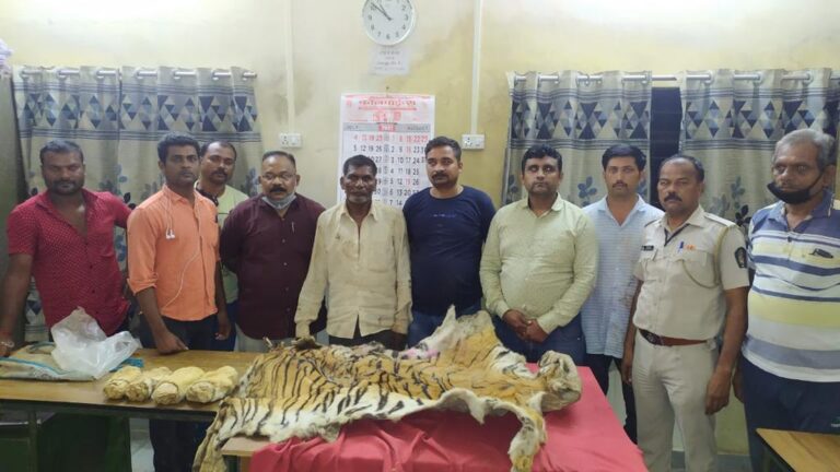Tiger hunting skin, four paw smuggler arrested,