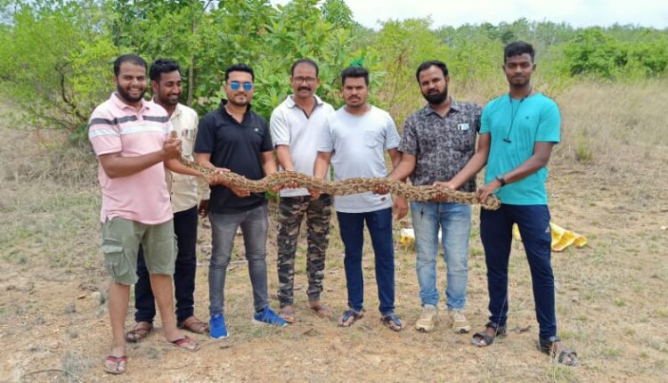 Snake friends from Gadchiroli gave life to 8 feet dragon snake